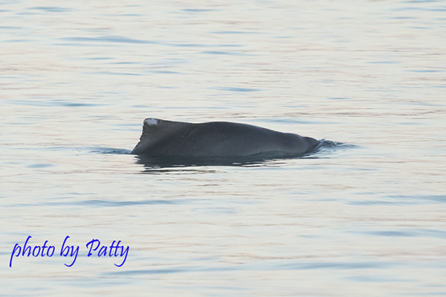 Australian Humpback Dolphin